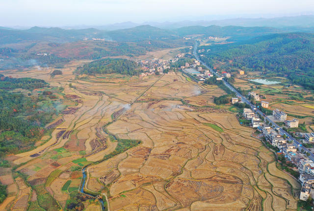 嘉禾：田园“指纹”如画卷