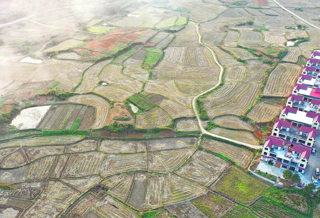 嘉禾：田园“指纹”如画卷
