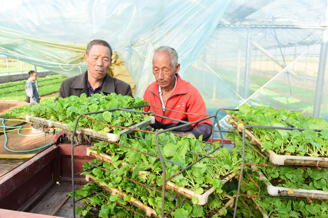 冬季农业  油菜生产  毯状育苗  机械化移栽  全程机械化生产