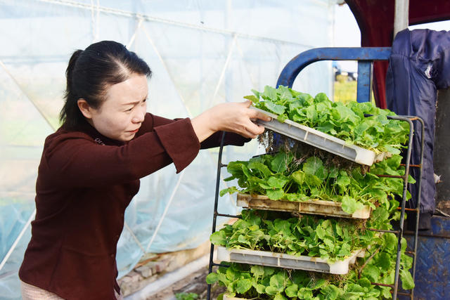 冬季农业  油菜生产  毯状育苗  机械化移栽  全程机械化生产