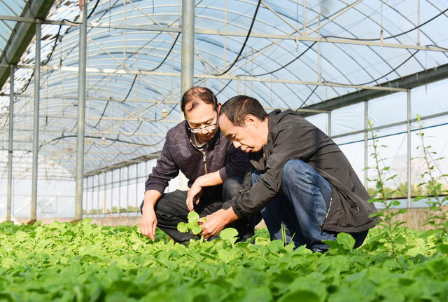 冬季农业  油菜生产  毯状育苗  机械化移栽  全程机械化生产