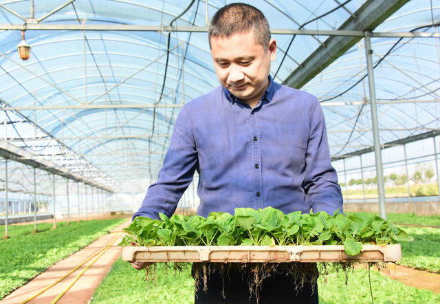 冬季农业  油菜生产  毯状育苗  机械化移栽  全程机械化生产
