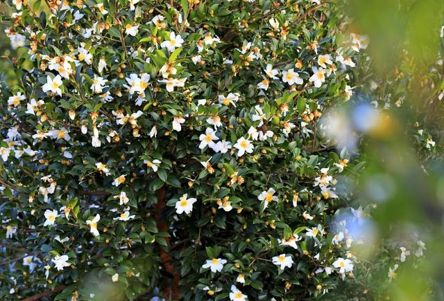 湖南  常宁  乡村  美景