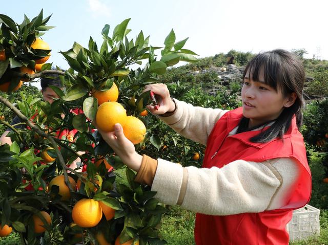  助农采摘促增收
