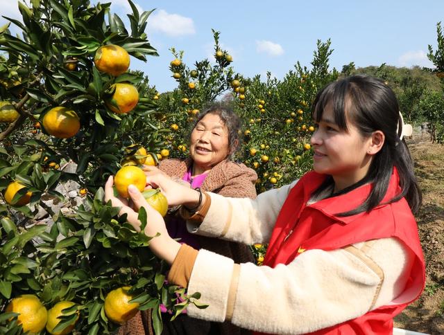  助农采摘促增收