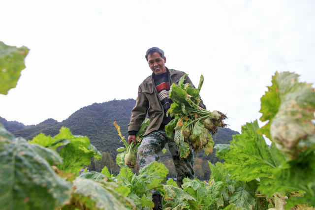 龙山 种植 大头菜 名特酱菜  助增收