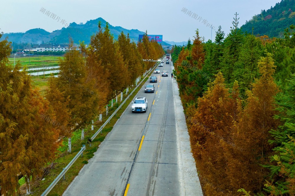 公路、冬景、交通、树木、树叶