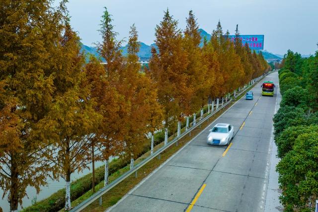 公路、冬景、交通、树木、树叶