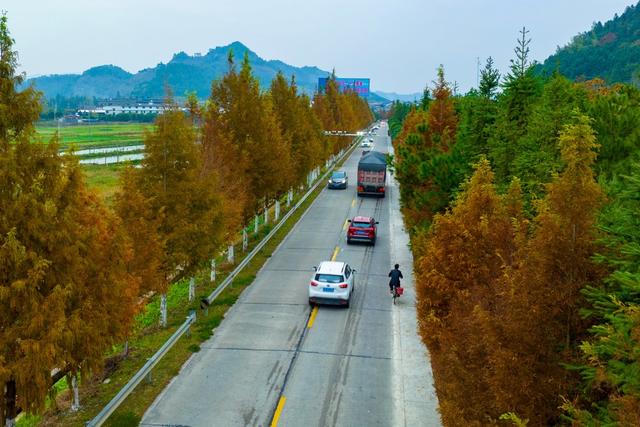 公路、冬景、交通、树木、树叶