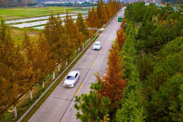 公路、冬景、交通、树木、树叶