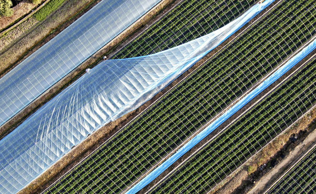 乡村振兴 水果特色产业 金秋农忙 乡村旅游 助农增收