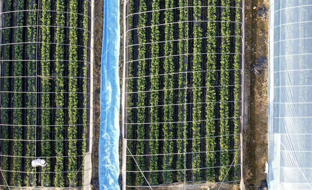 乡村振兴 水果特色产业 金秋农忙 乡村旅游 助农增收