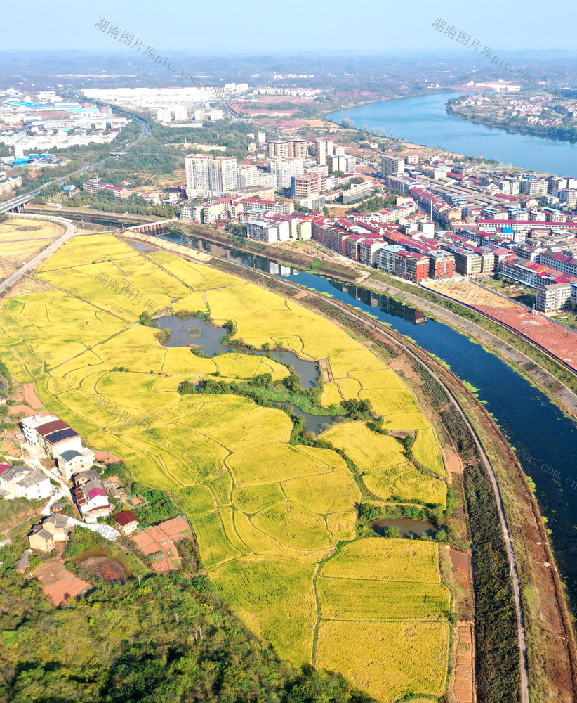 水稻  丰收  画卷  乡村振兴  三农  
田园  晚稻