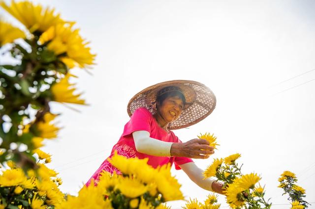 产业  菊花  乡村振兴  农旅  观赏  经济