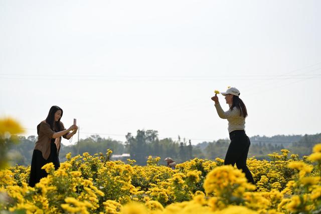 产业  菊花  乡村振兴  农旅  观赏  经济