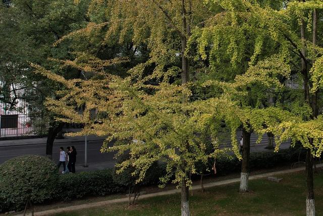 银杏 校园  深秋  土家族  吉首  苗族  大学  秋色  美景     秋景 