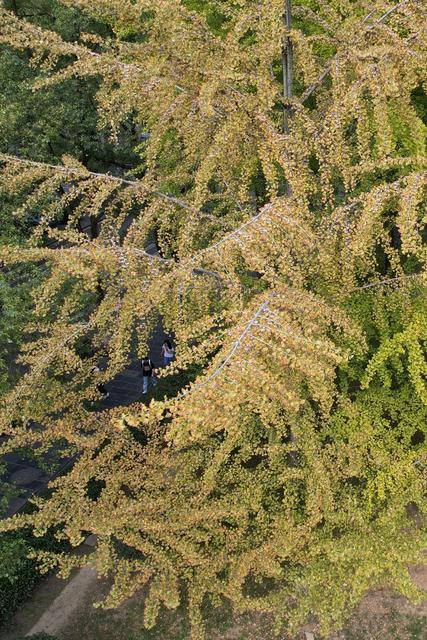 银杏 校园  深秋  土家族  吉首  苗族  大学  秋色  美景     秋景 