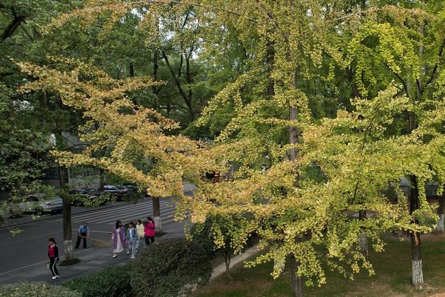 银杏 校园  深秋  土家族  吉首  苗族  大学  秋色  美景     秋景 