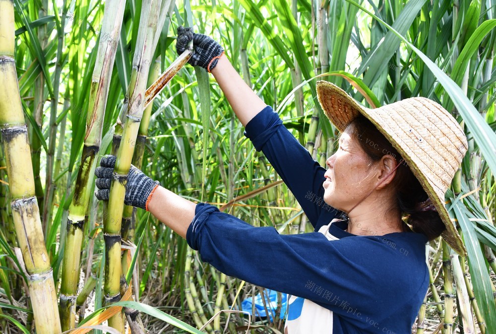   果蔗  飘香