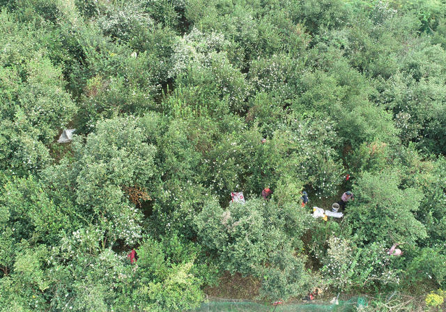 油茶果  经济建设  合作社  乡村振兴  林下经济  农旅融合发展  就业  农民增收