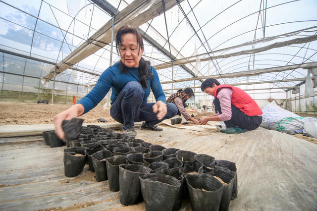 湘西，秋耕，秋种，农民，农时，蔬菜，油菜，增产，增收，繁忙景象