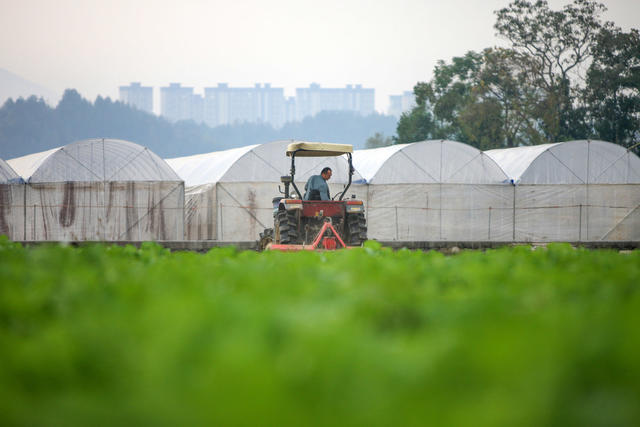 湘西，秋耕，秋种，农民，农时，蔬菜，油菜，增产，增收，繁忙景象
