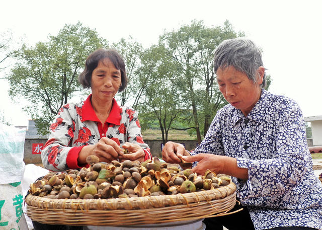 嘉禾：特色产业助增收