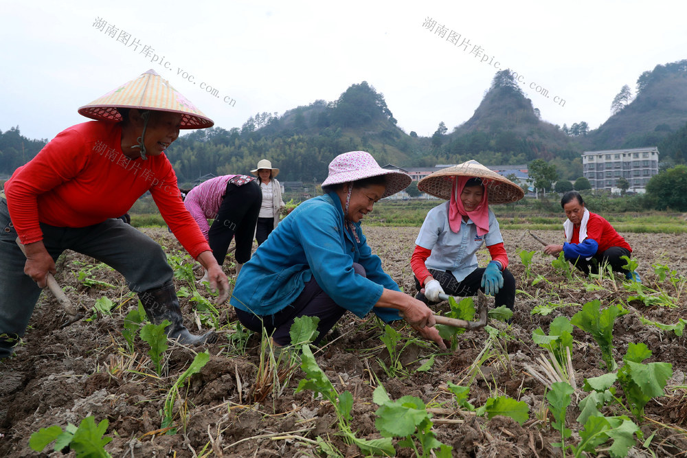 农产品 产业链 种植 示范区 大头菜 乡村 致富