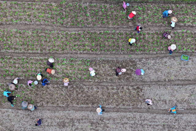 农产品 产业链 种植 示范区 大头菜 乡村 致富