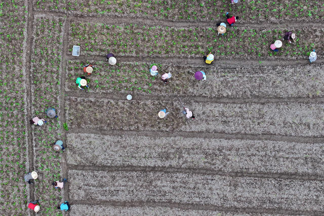 农产品 产业链 种植 示范区 大头菜 乡村 致富