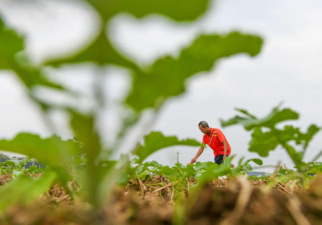 油菜
农事
农业
三冬生产