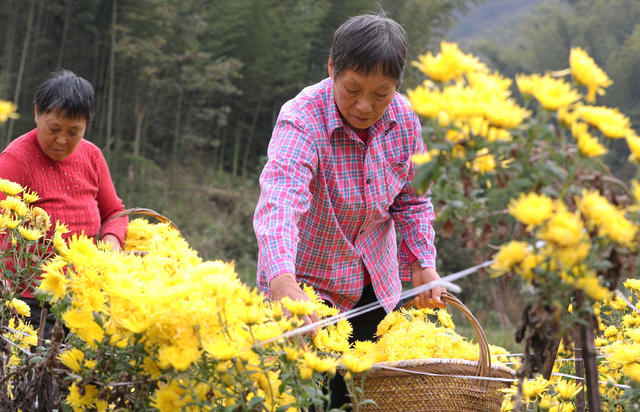皇菊 采收 农民 增收