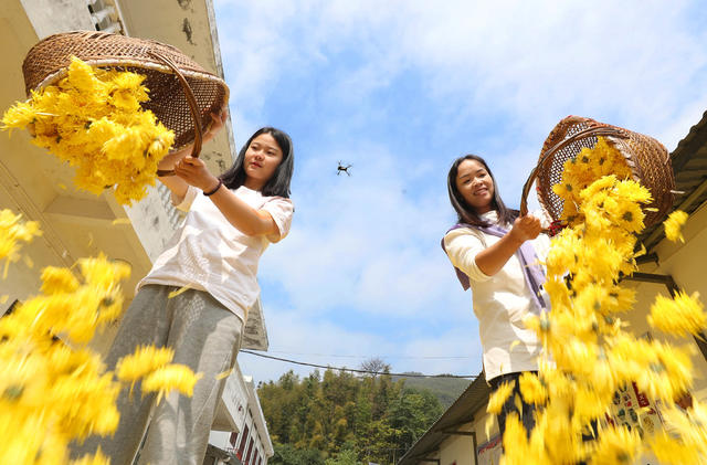 皇菊 采收 农民 增收