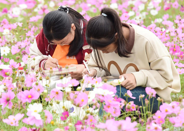 文化旅游  考古遗址公园  秋季美景  格桑花花海  中小学生  绘画写生