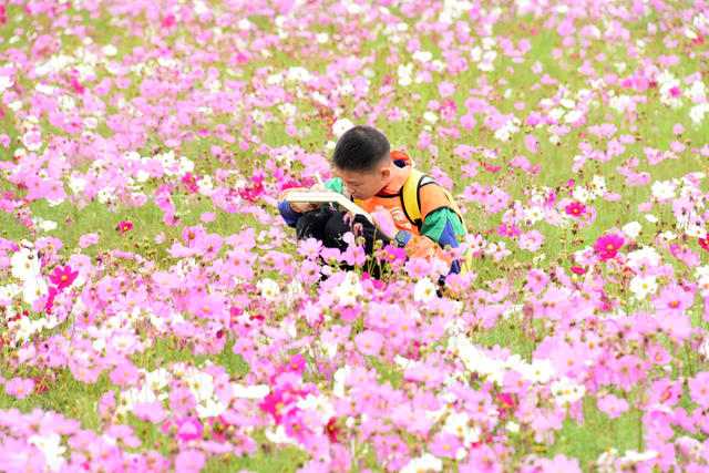 文化旅游  考古遗址公园  秋季美景  格桑花花海  中小学生  绘画写生