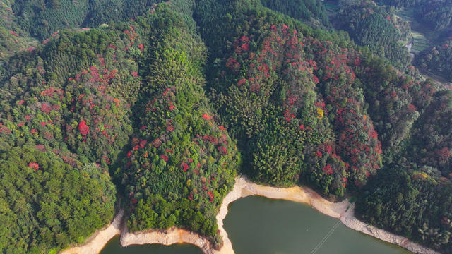 秋天、秋景、林业、生态、林地