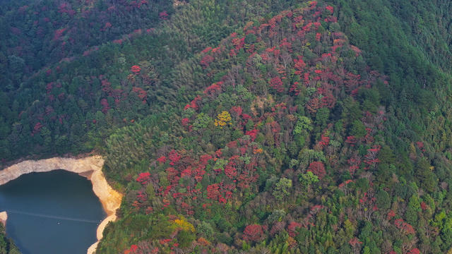 秋天、秋景、林业、生态、林地