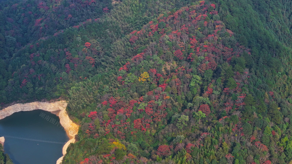 秋天、秋景、林业、生态、林地