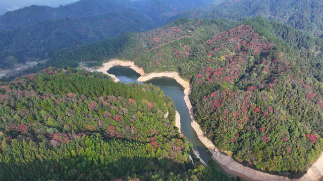 秋天、秋景、林业、生态、林地