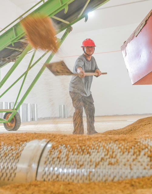 粮库
收购
卖粮
收粮
