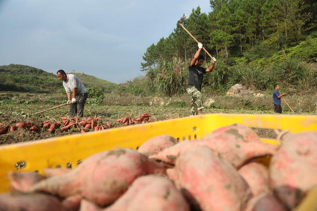 红薯 产业 增收