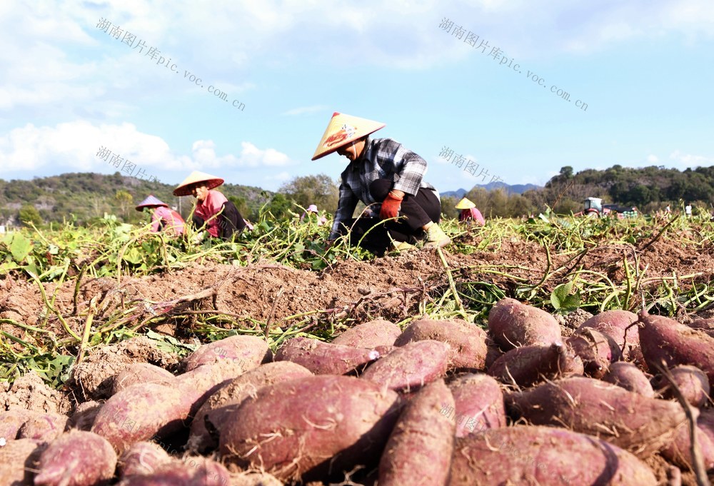 特色  产业 增收