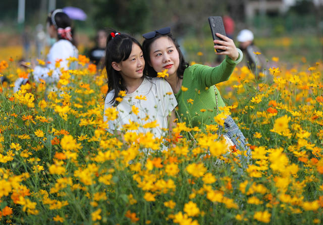 格桑花  秋色 游人 休闲