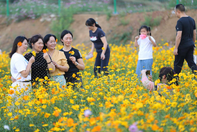 格桑花  秋色 游人 休闲
