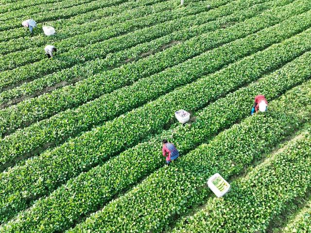 农业
采摘
蔬菜
增收
