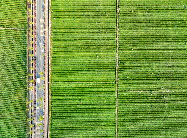 农业
采摘
蔬菜
增收
