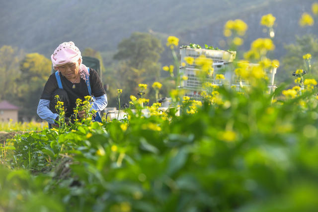 农业
采摘
蔬菜
增收
