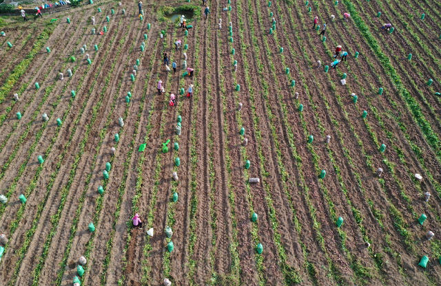 江永县 秋收 秋种 秋管  田间 