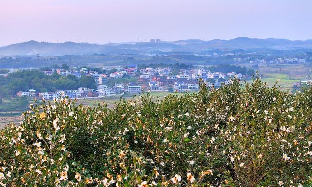 湖南  常宁  油茶花  美景