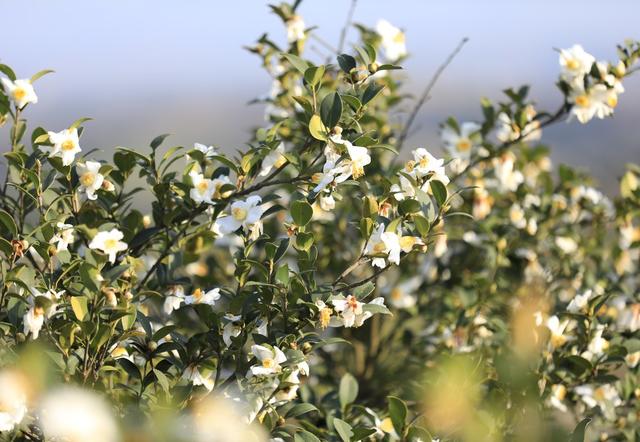 湖南  常宁  油茶花  美景